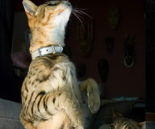 Кошка-леопард получила имя своей породы в честь древнееврейской языческой богини Ашеры.